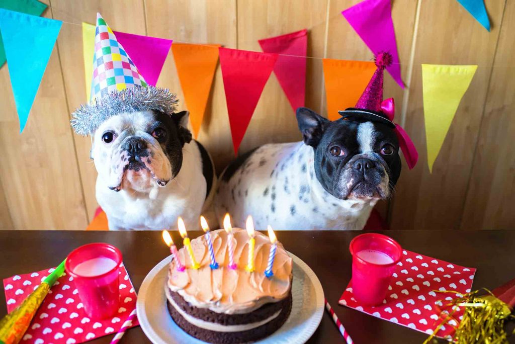 Two dogs sitting with a birthday cake