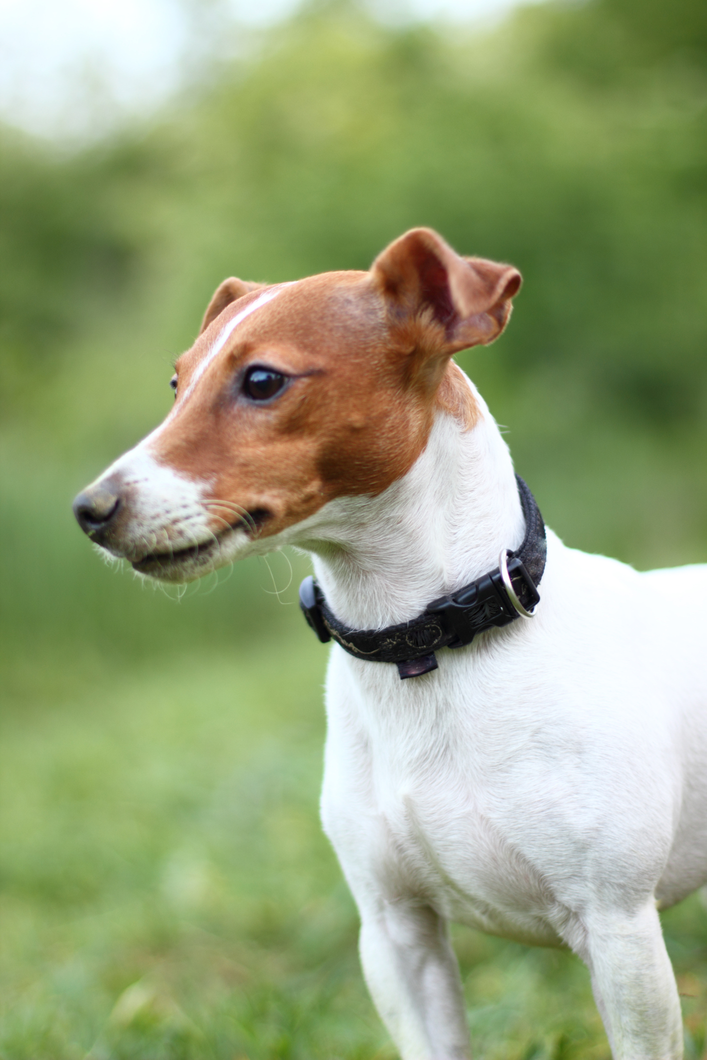 does dog pee kill tomato plants