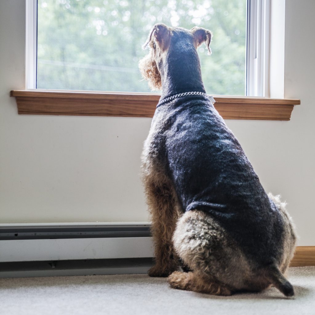 An airedale looking out a window