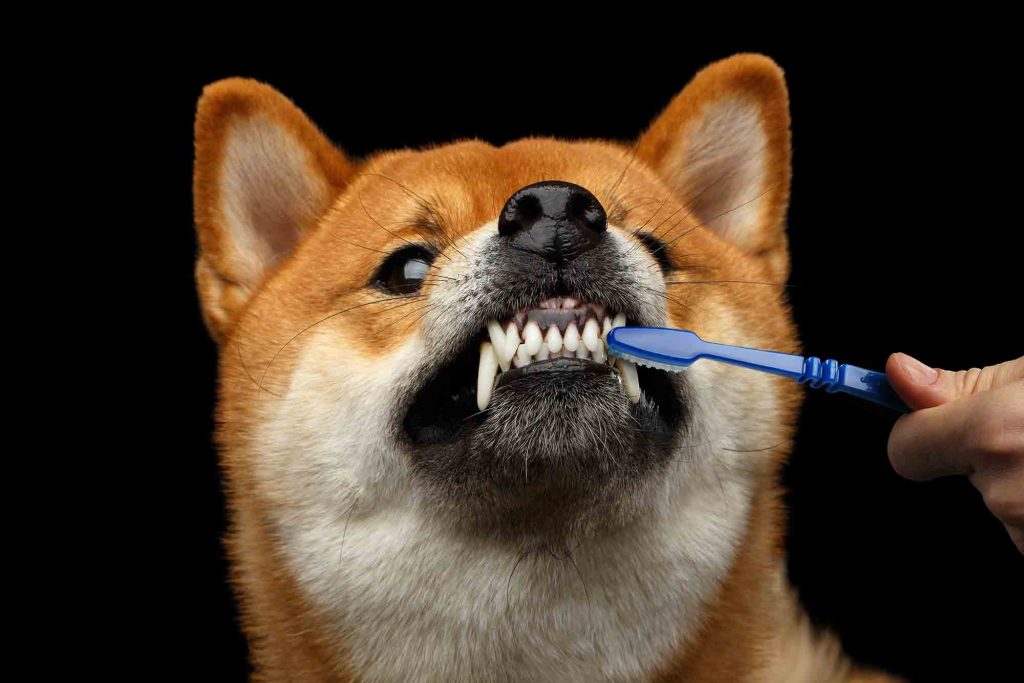 pet tooth brushing