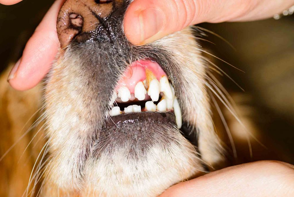 A dog's teeth being examined