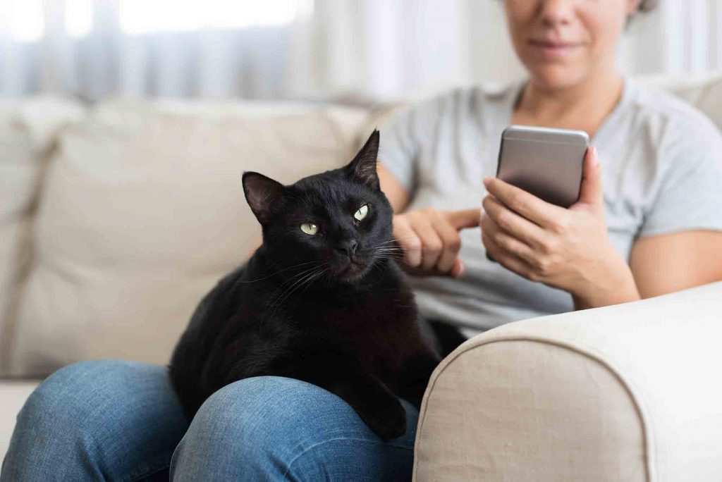 The New Lone Tree Vet App