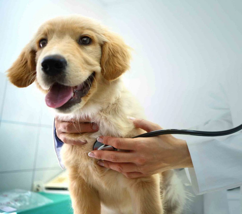 Post-Surgical Pet Care Basics