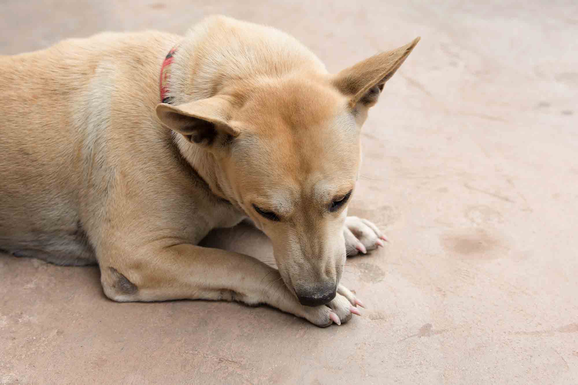 An Itch You Can t Scratch What to Do About Lice in Pets Lone