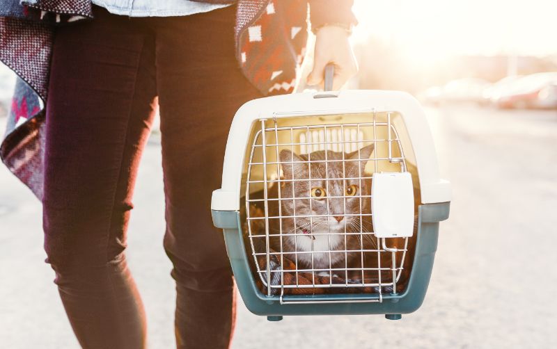 A cat in their carrier being taken on a trip