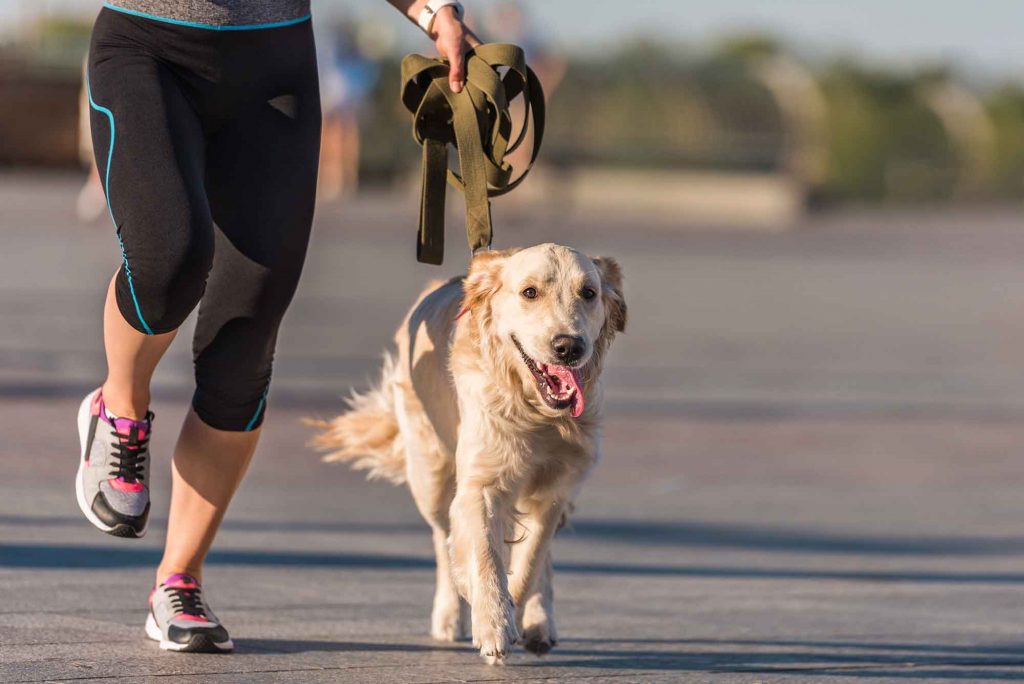 Dog running safety is key to safe pet exercise