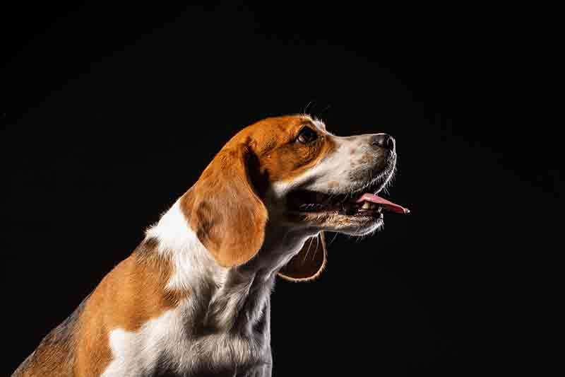 A beagle in profile
