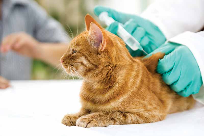 Pet vaccinations are designed to protect your pet against infectious diseases that could be fatal or greatly reduce your pet’s quality of life.