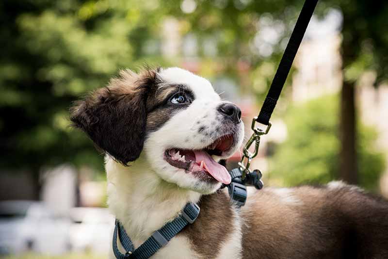 A puppy in the outdoors