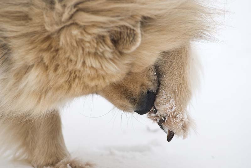 Winter Paw Care is important