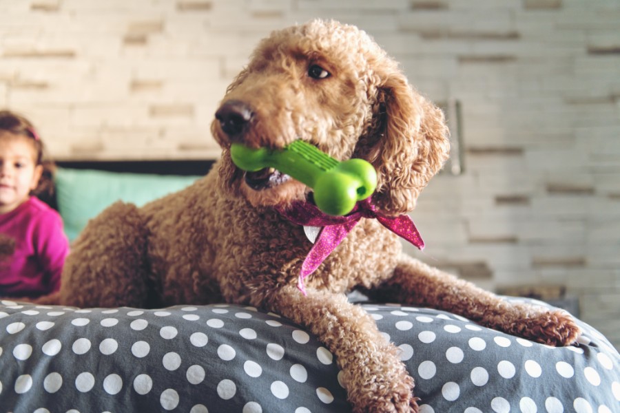 Safe And Healthy Chew Toys For Pets