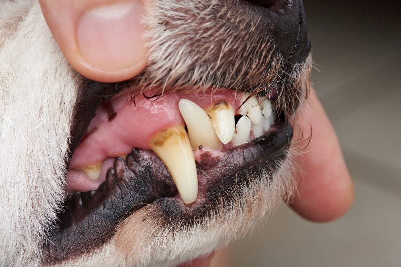 A dog's teeth with plaque deposits