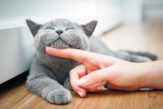 A grey cat being stroked on the chin