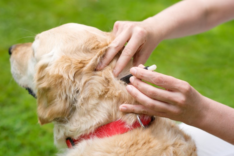 A dog being given a flea and tick prevention