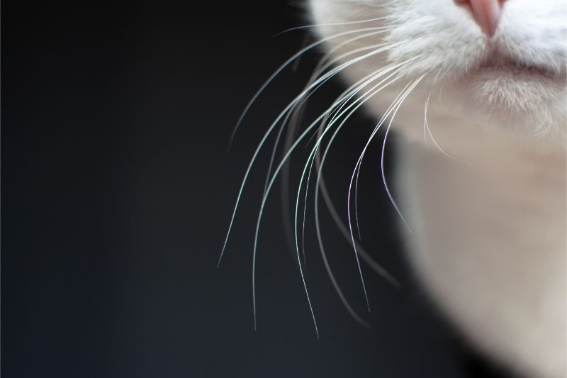 A cat's long whiskers