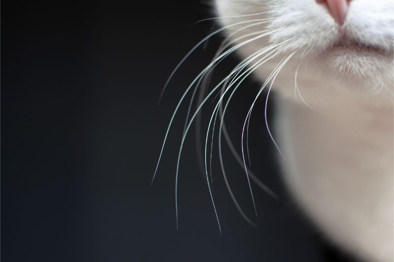 Avoiding Whisker Fatigue in Cats | Lone 