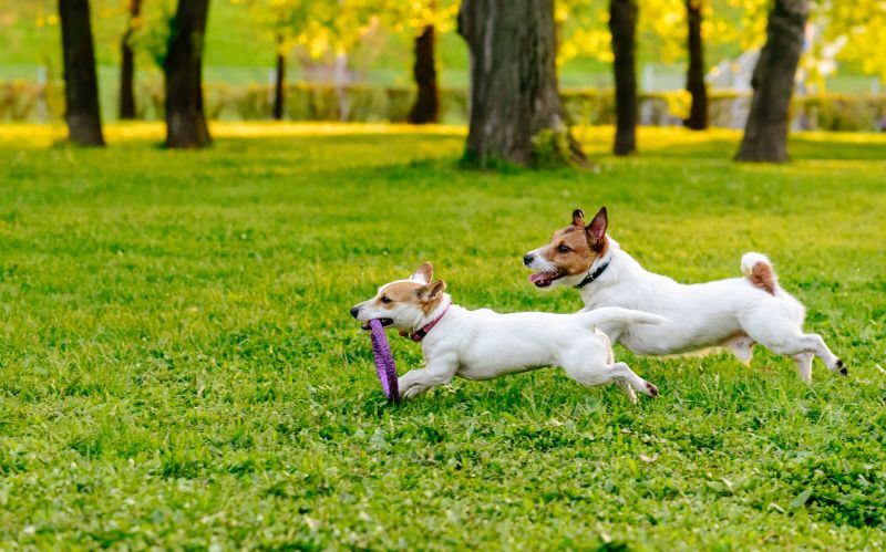 A pair of Jack Russell Terriers playing in the park