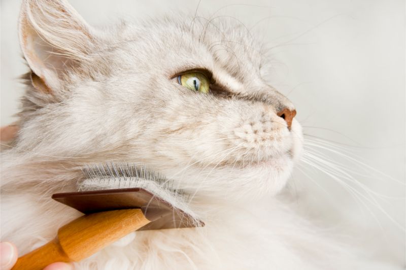 A cat being combed