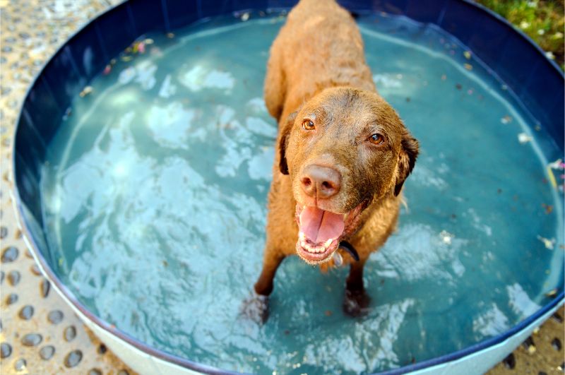 A dog playing in a small pool