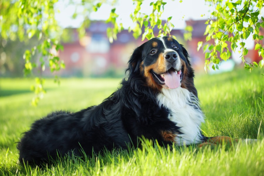 A Great Pyrenees outside in the grass