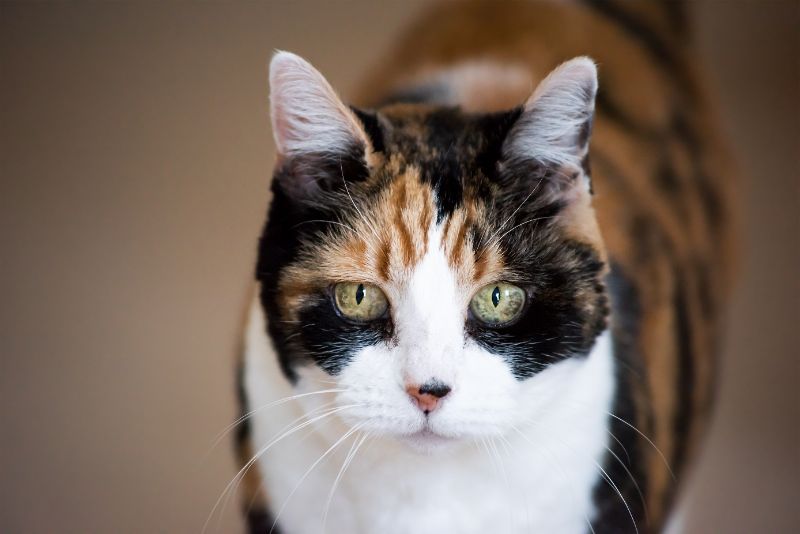 A tortoise-shell cat looking at you