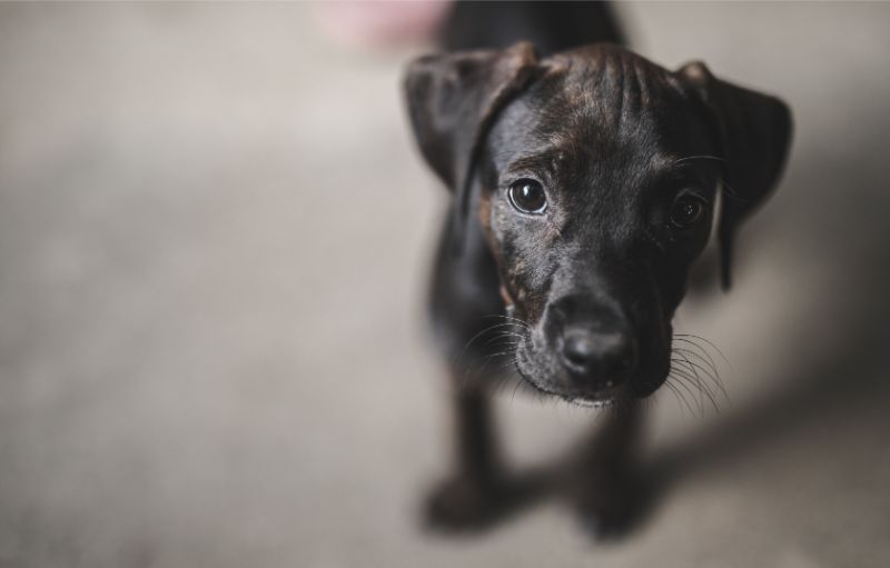 A black pup looking upwards