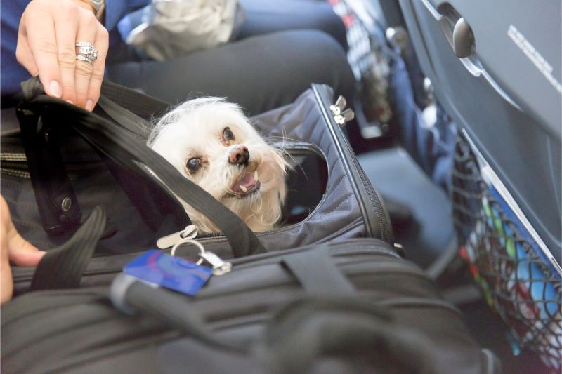 A small white dog in a soft carrier, sitting in an airplane seat