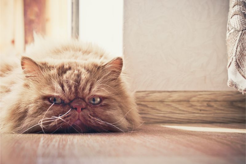 A grumpy-looking cat on the floor