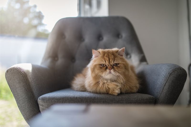 A grumpy cat sitting in a chair