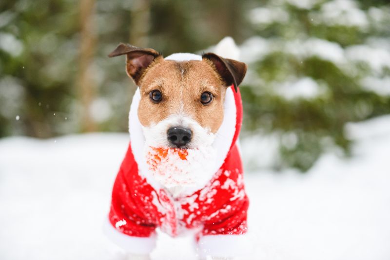 A dog wearing a santa outfit