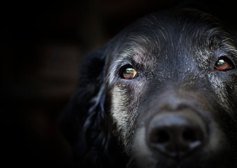 An old dog on a dark background