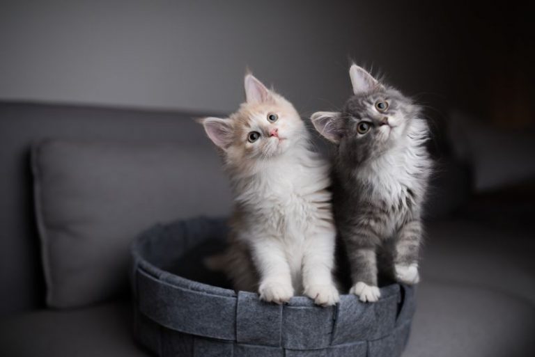 Kitten Care Basics What Every Cat Owner Needs to Know﻿ Lone Tree