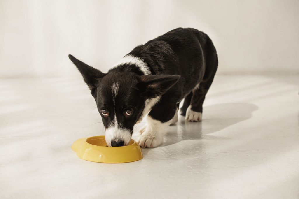 A black and white pup eating from its bowl