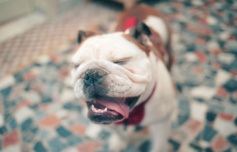 A bulldog sneezing