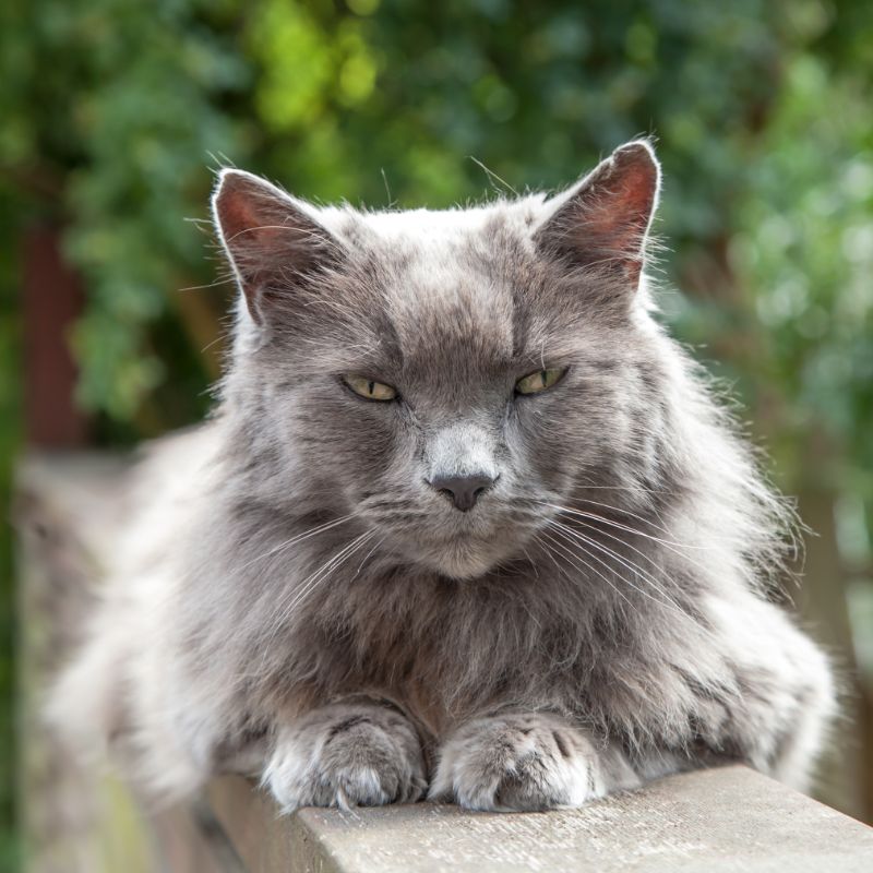 A grey cat sitting in the outdoors