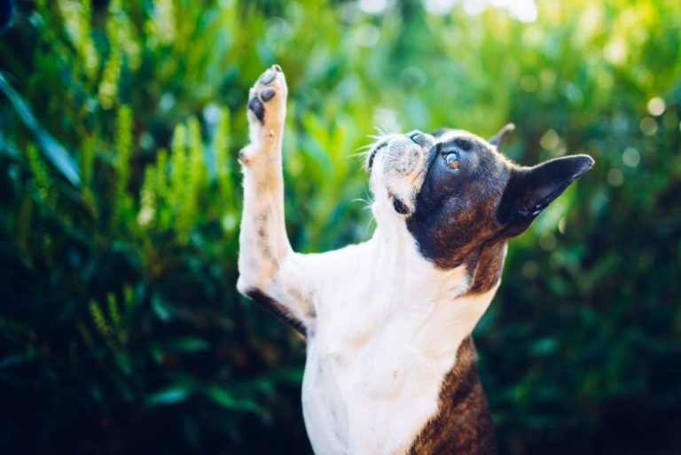 Frito Feet Why Do My Dog’s Paws Smell Like Corn Chips? Lone Tree