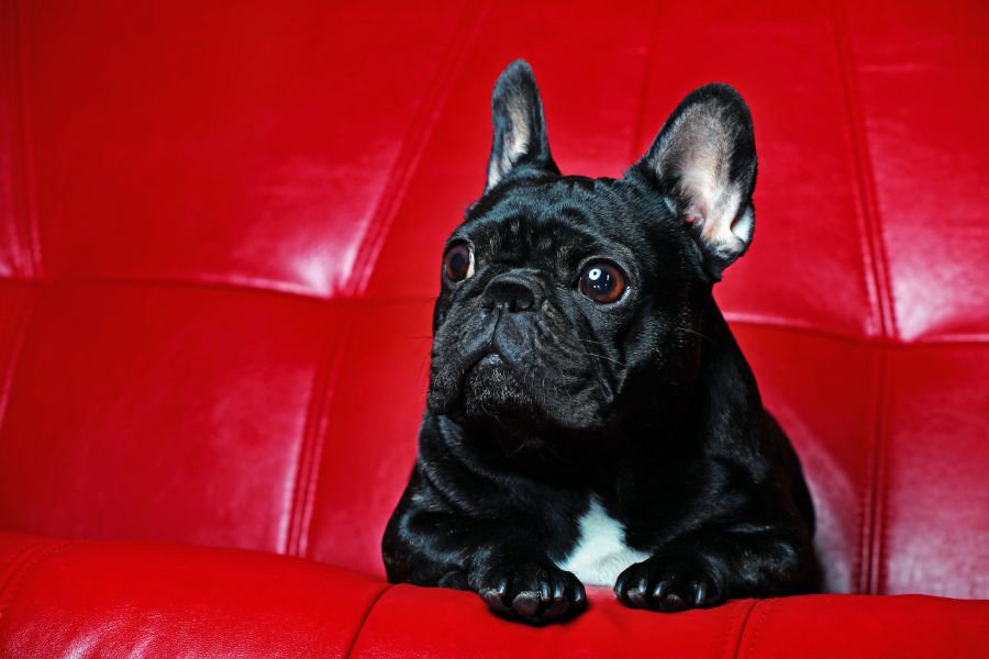 A pug sitting in a red chair