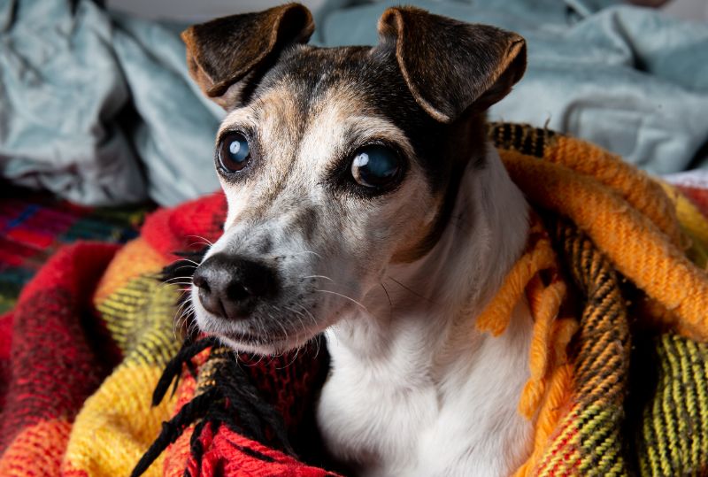 A nervous dog wrapped in a blanket