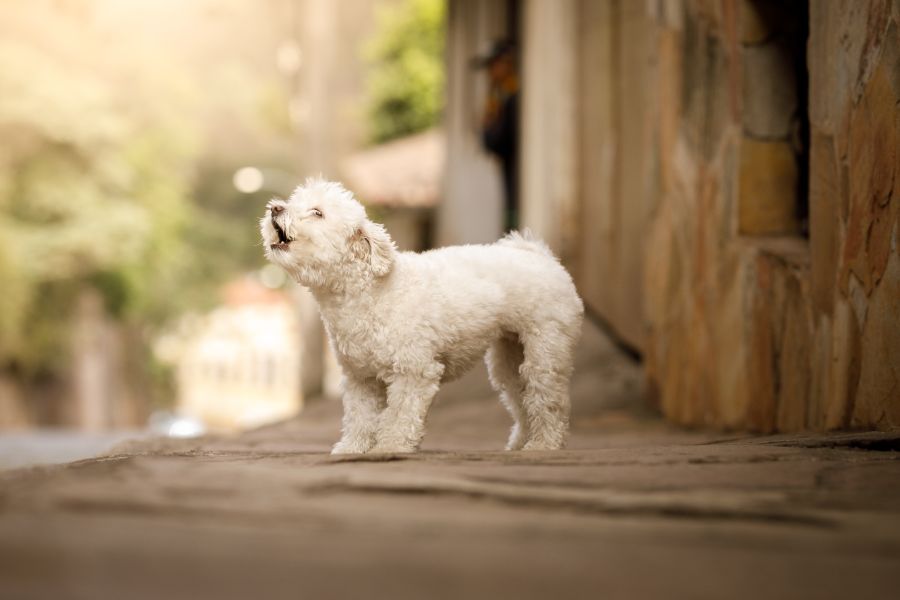 A small white dog is barking. What is the meaning of the sound she's making?