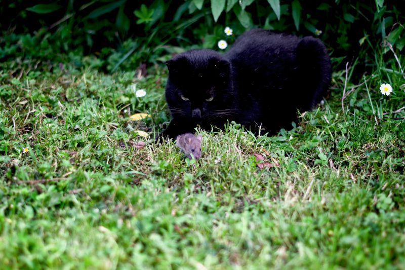 A black cat rests in a grassy yard. Pet-safe-pest-control is very important for outdoor cats.