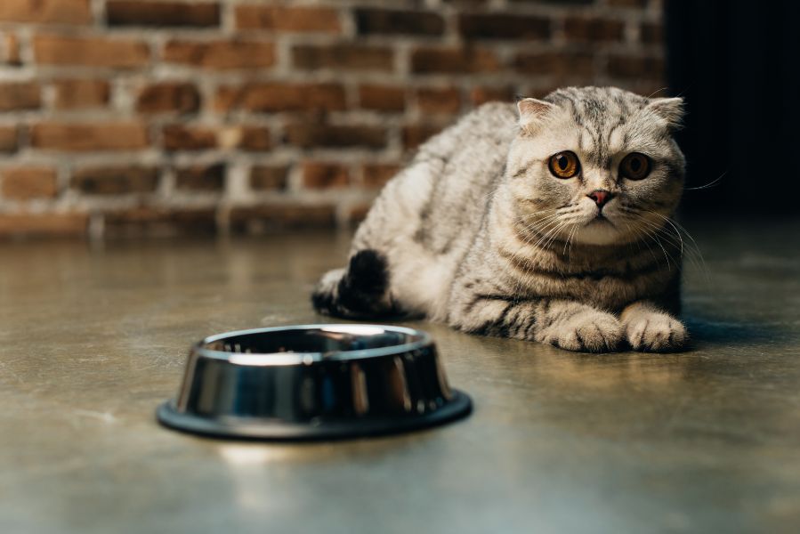 A cat sitting by its food bowl