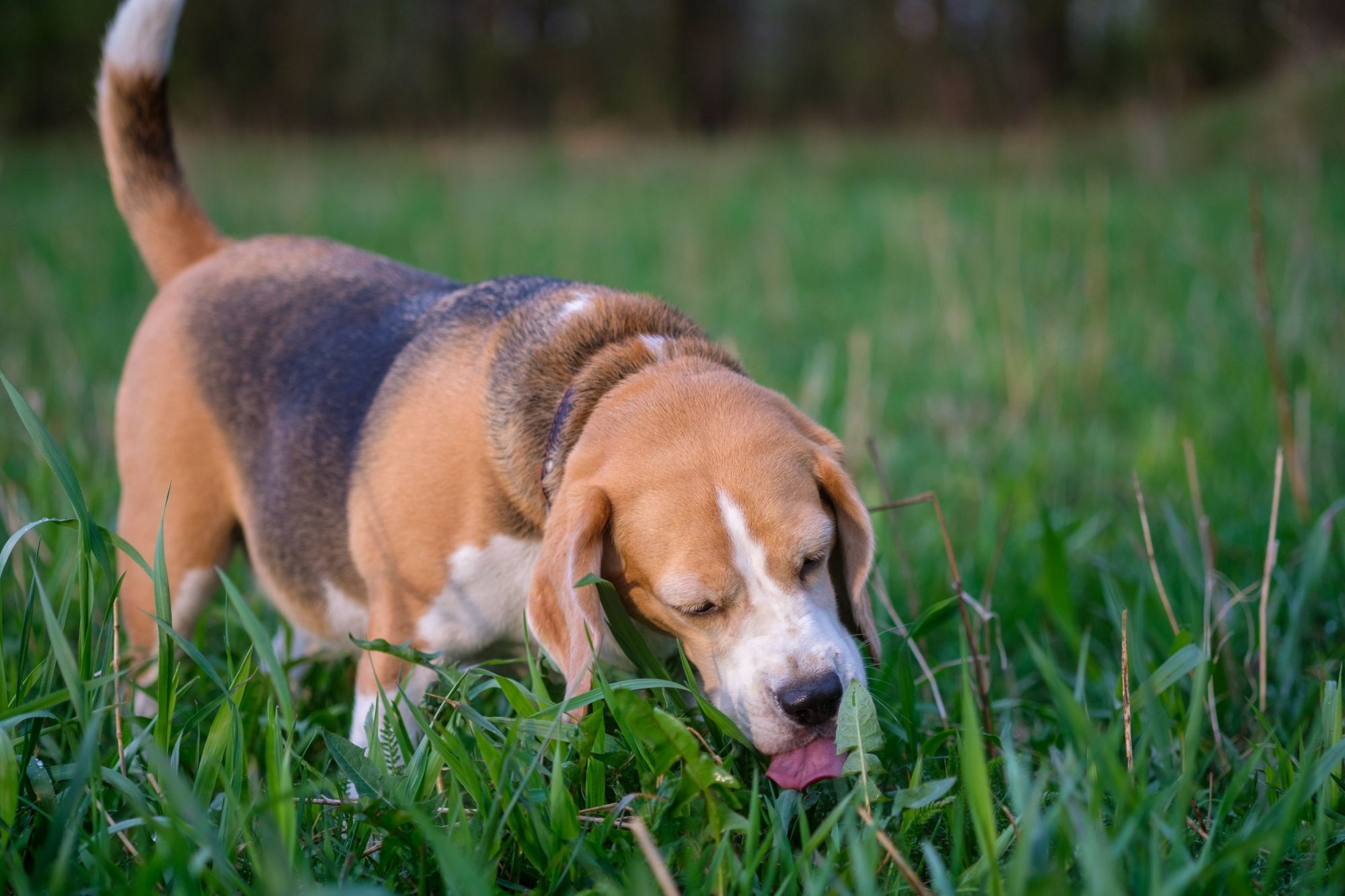 A dog eats grass.