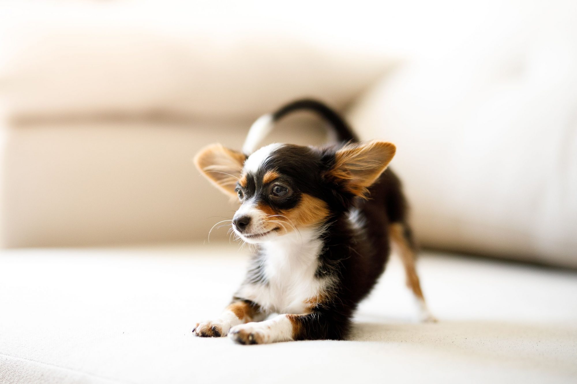 A black and white small dog. 