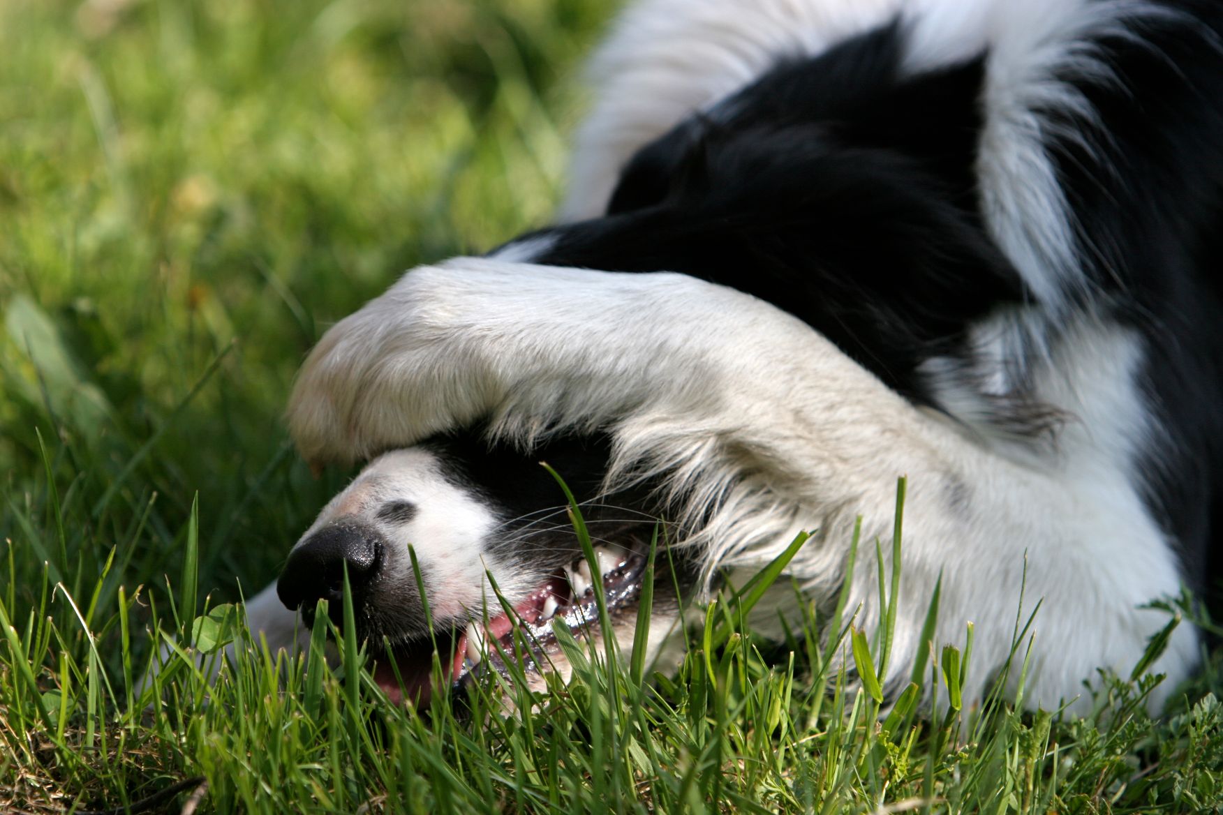 A dog with a wart covers his face.