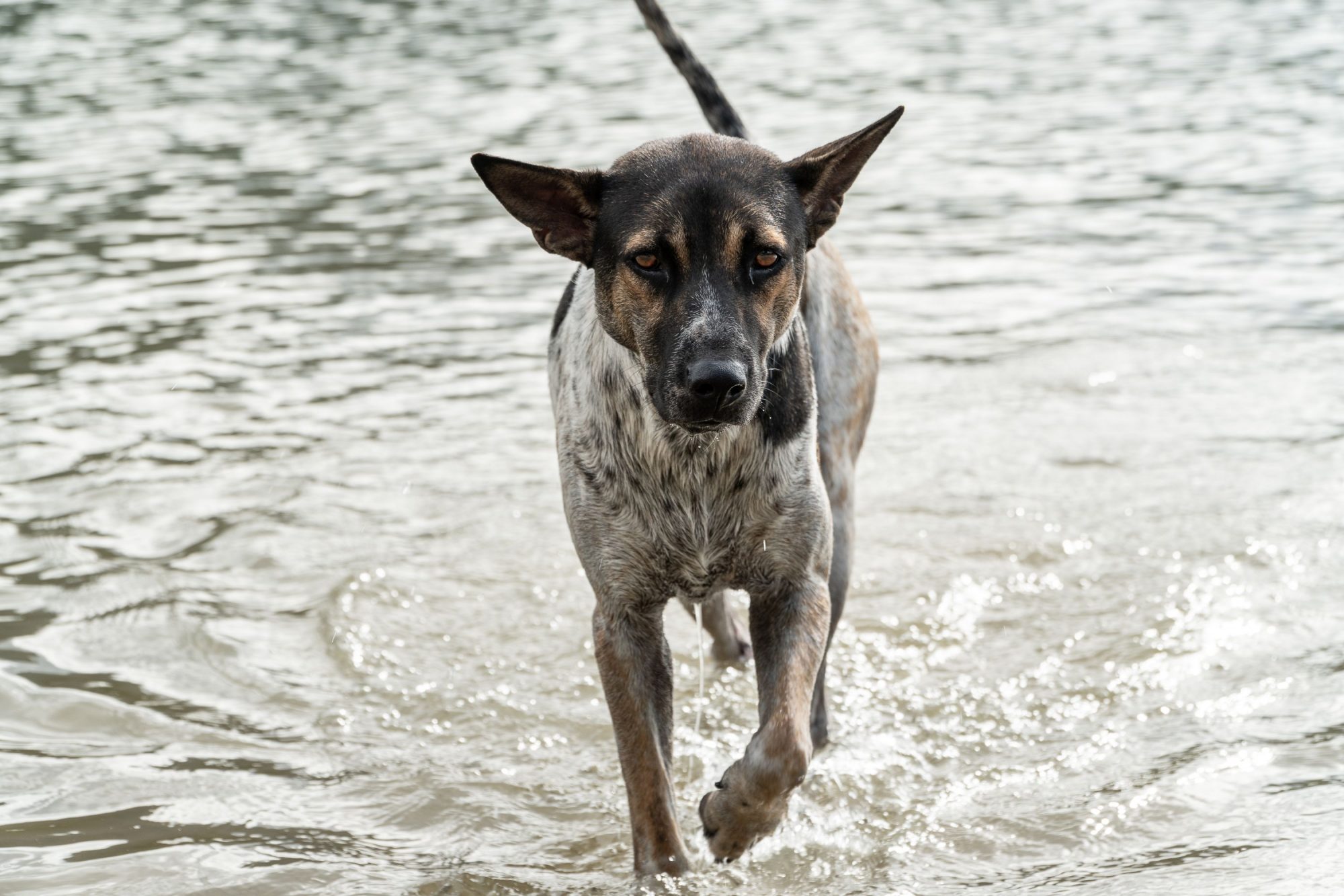 A grey dog walks through some water, where it could be at risk for catching leptospirosis. 