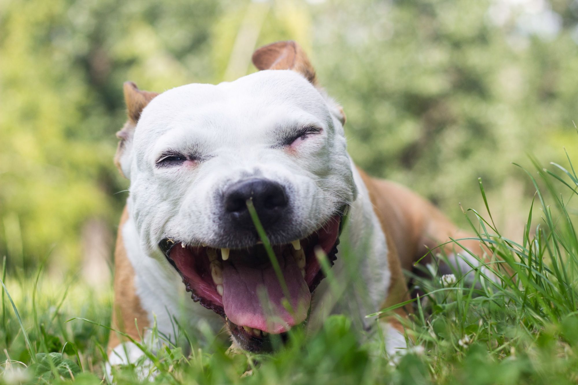 A dog coughing.