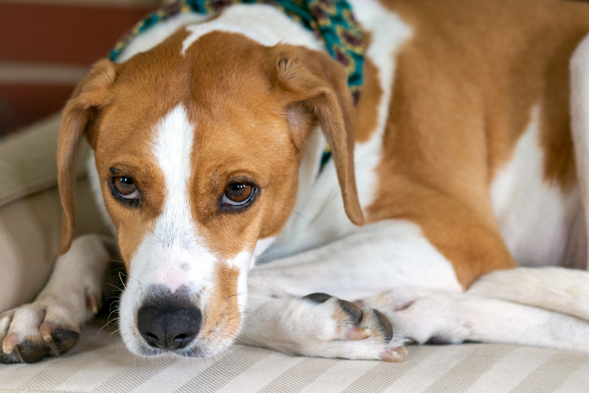 A nervous dog.