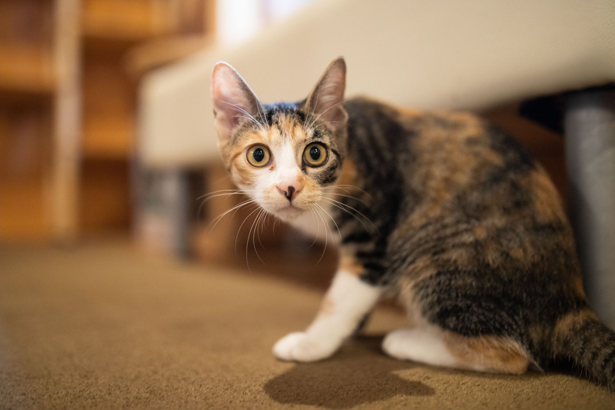 Going To See The Vet Calming Tips For Fearful Cats Lone Tree 