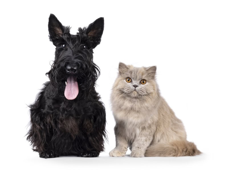 The Ins and Outs of a Sedated Grooming