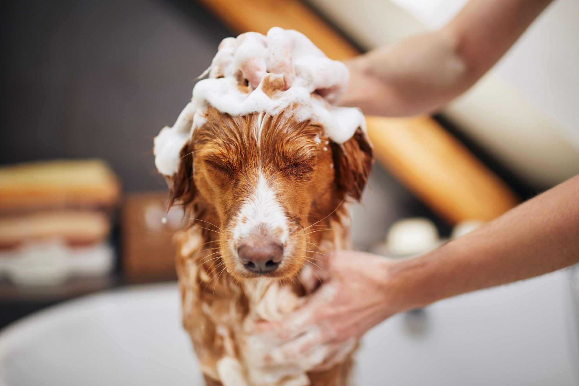 Sedated dog getting a bath.